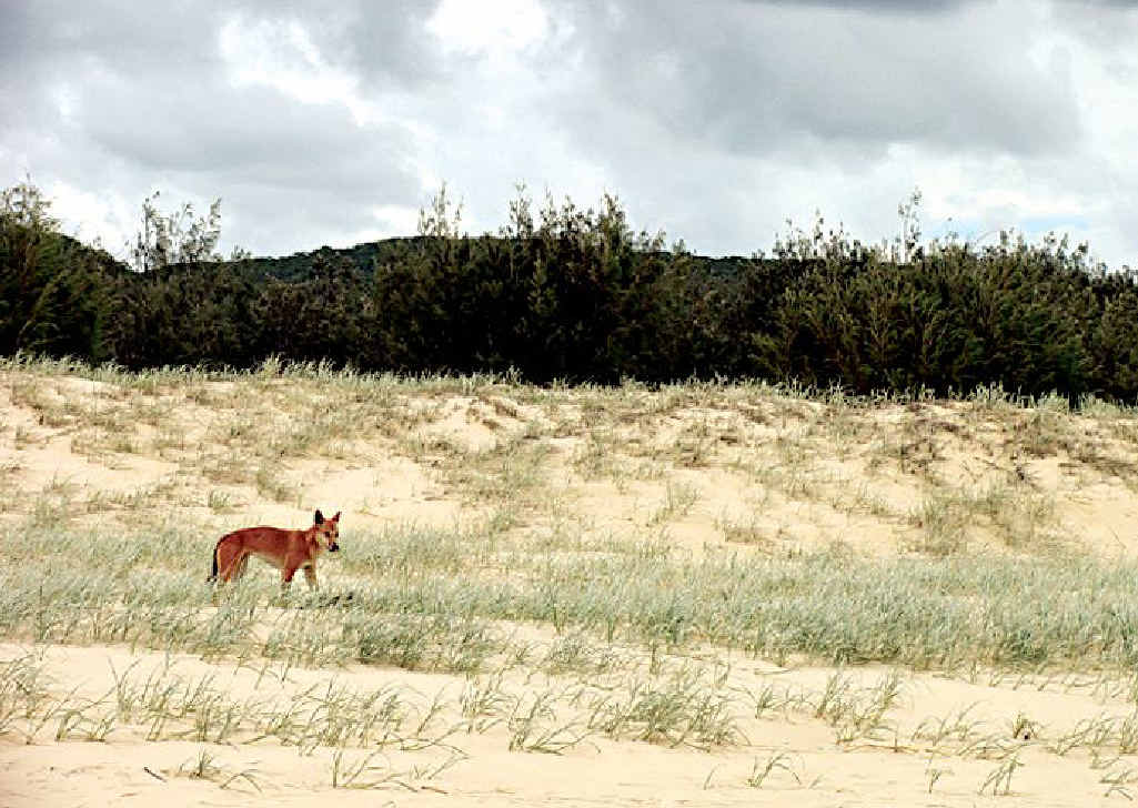 CONCERNING: The impact of global warming on Fraser Island could be every bit as disastrous as its predicted effect on the Great Barrier Reef. CONCERNING: The impact of global warming on Fraser Island could be every bit as disastrous as its predicted effect on the Great Barrier Reef.